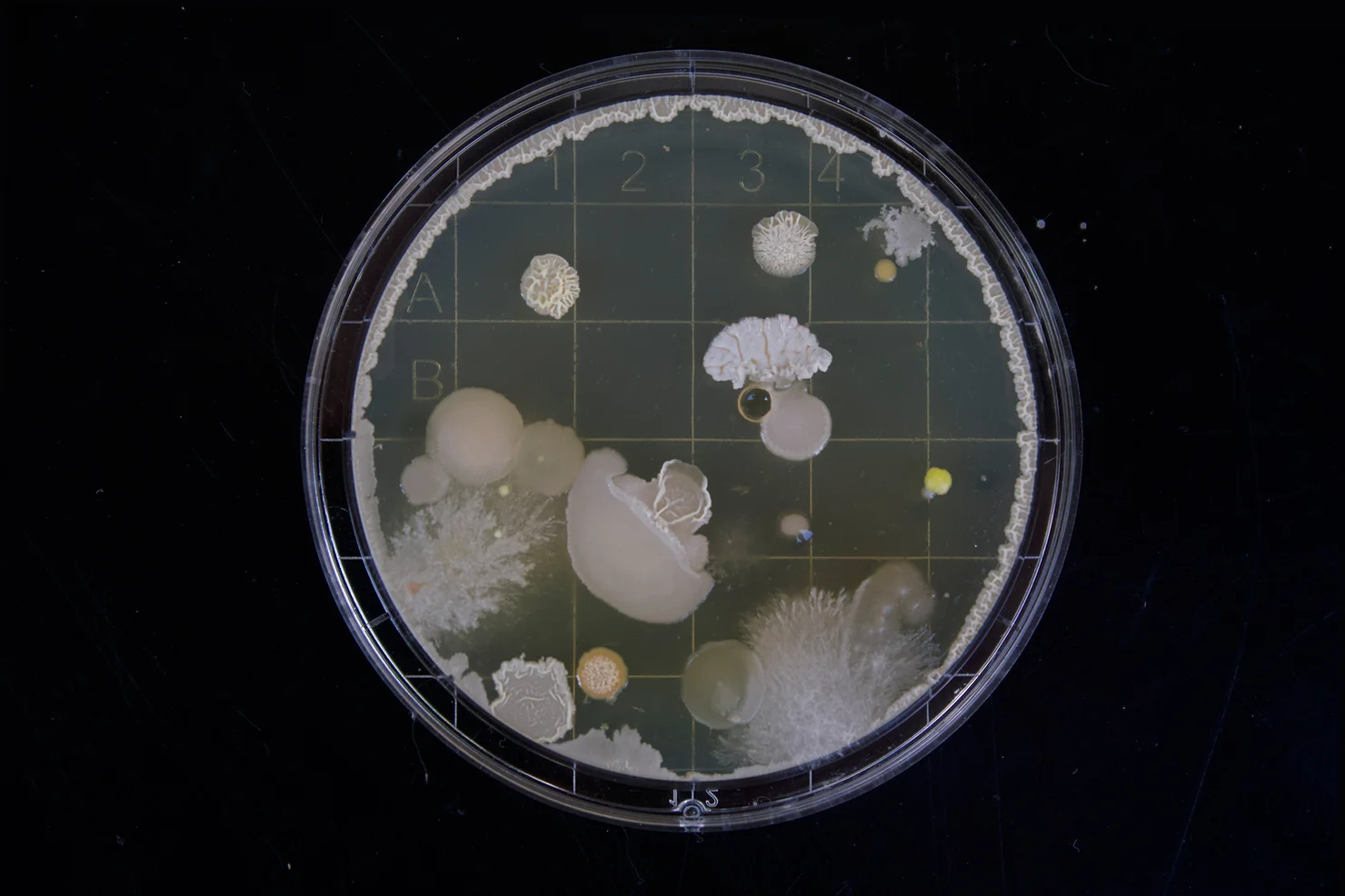 Are you suffering from Mold Illness? 